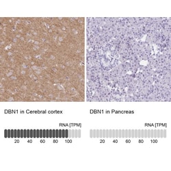 Drebrin 1 Antibody, Novus Biologicals 25 &mu;L, Unlabeled:Antibodies, Polyclonal